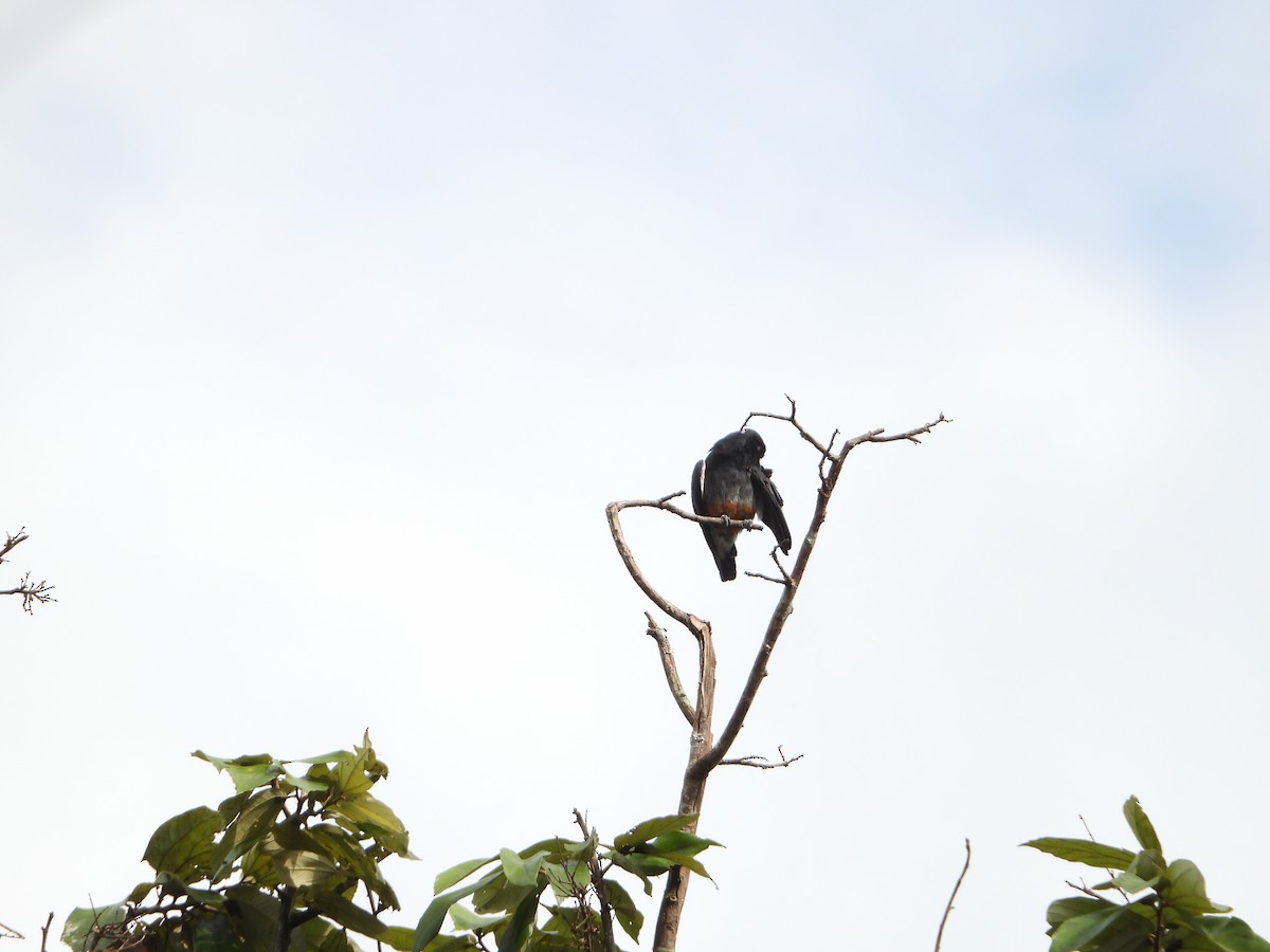 Swallow-winged Puffbird - ML287327941