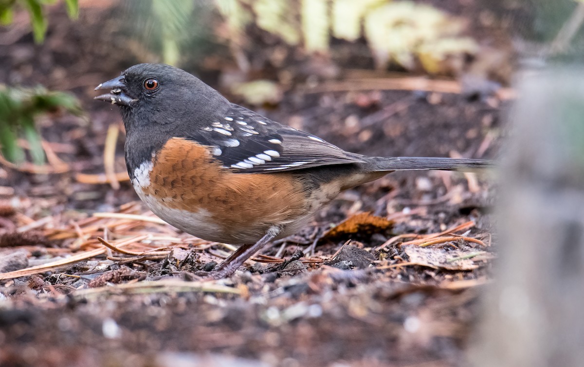 Spotted Towhee - ML287328751