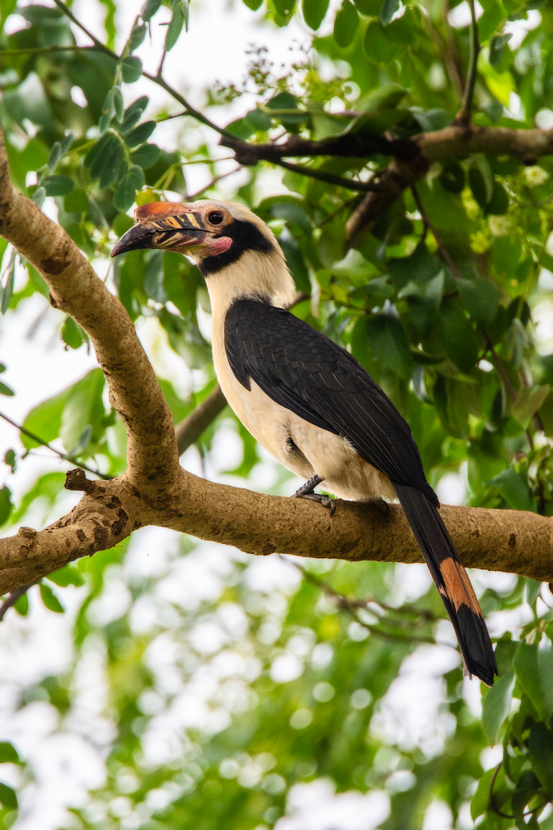 Luzon Hornbill - Vinz Pascua