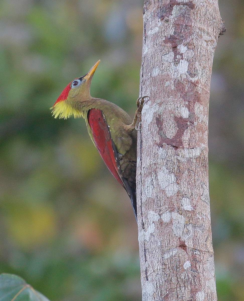 Crimson-winged Woodpecker - ML287333131
