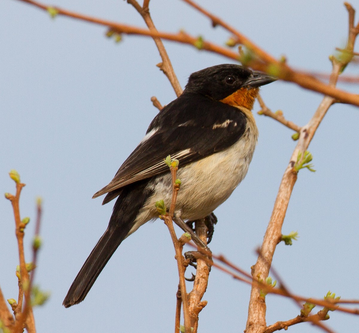 White-rumped Tanager - ML287338541