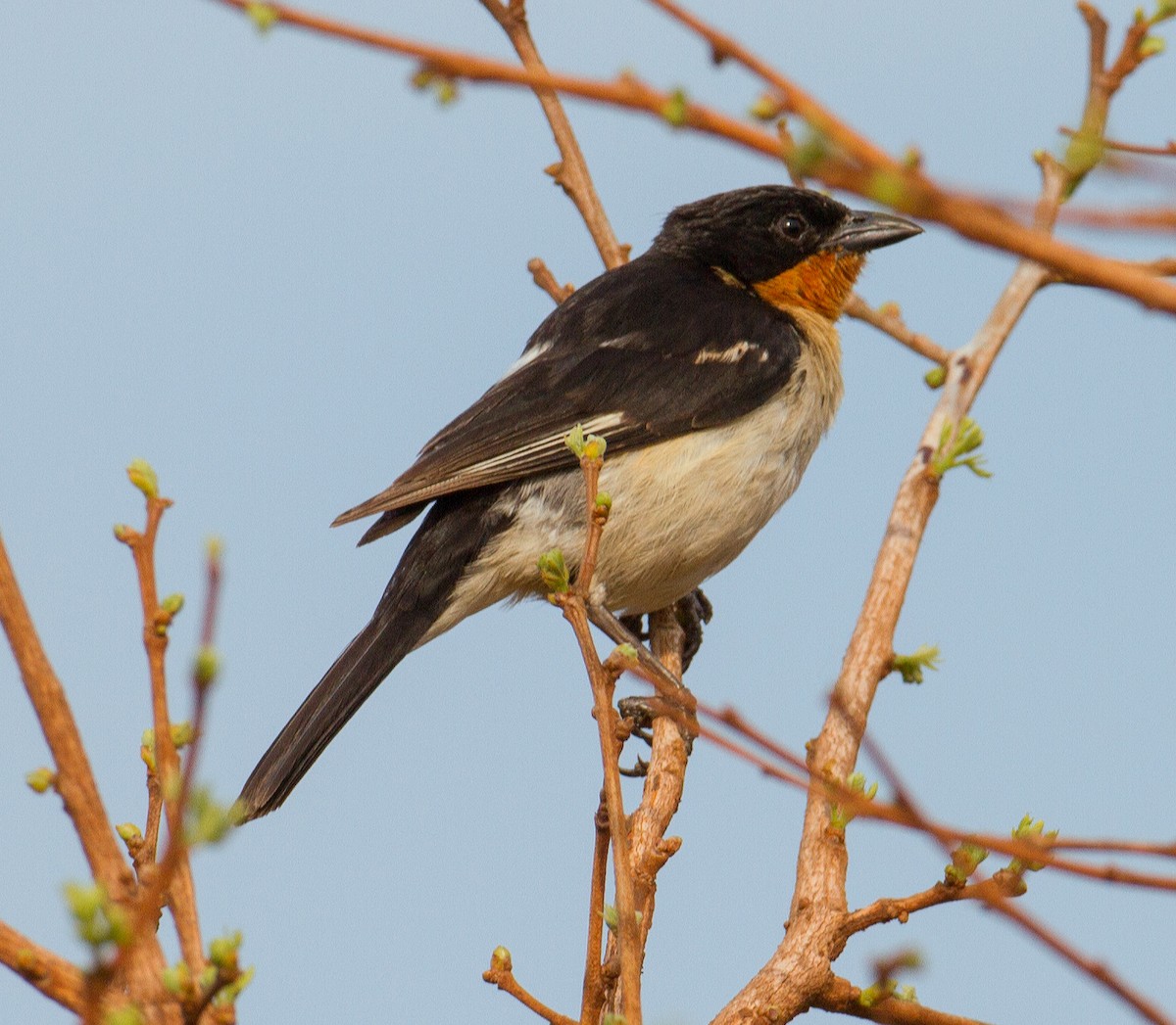 White-rumped Tanager - ML287339181