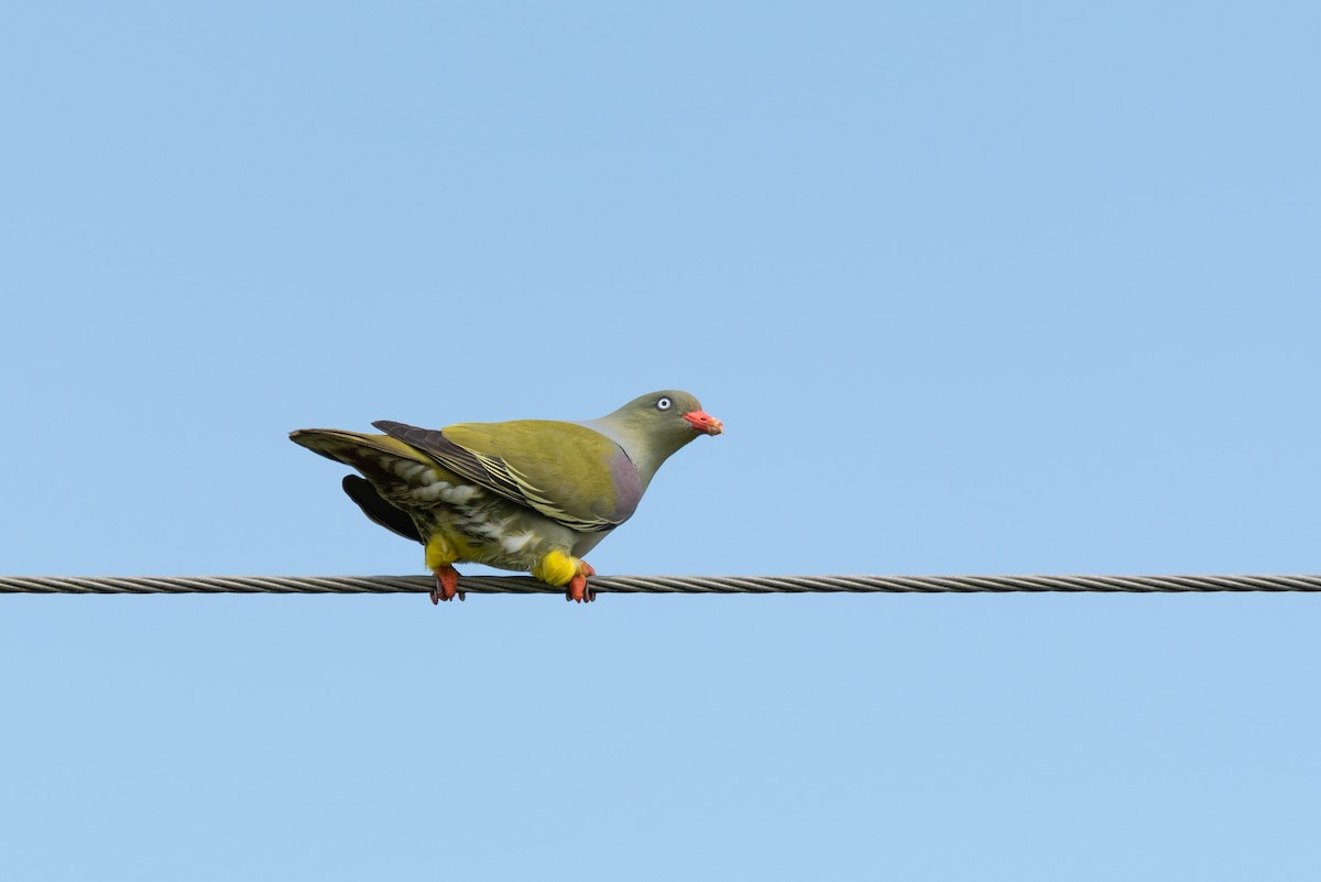 African Green-Pigeon - Alistair Routledge