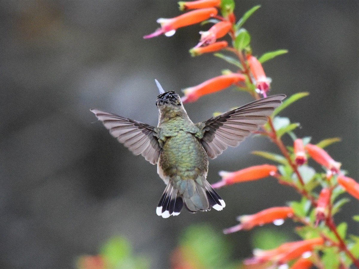 Black-chinned Hummingbird - Bob & Sharon Edelen