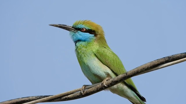 Arabian Green Bee-eater - ML287351241