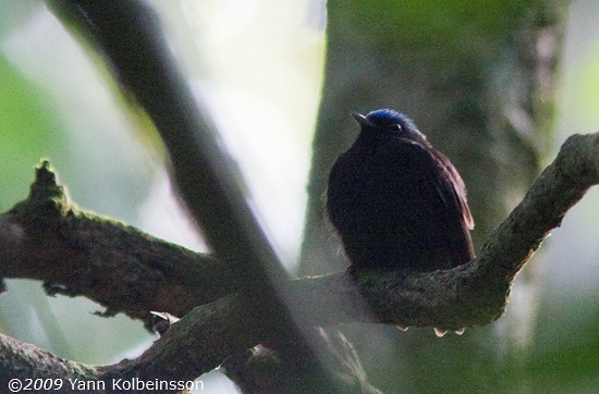 Blue-capped Manakin (Blue-capped) - ML287353041