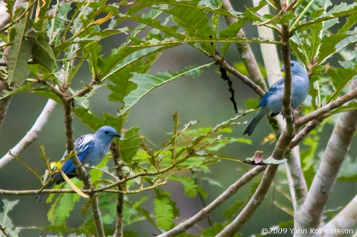 Blue-gray Tanager - ML287354681