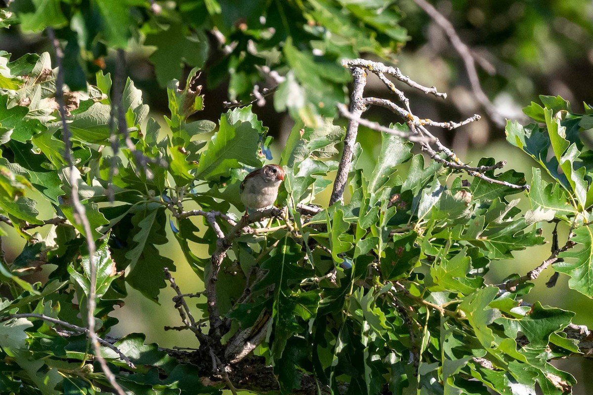 Field Sparrow - ML287354891