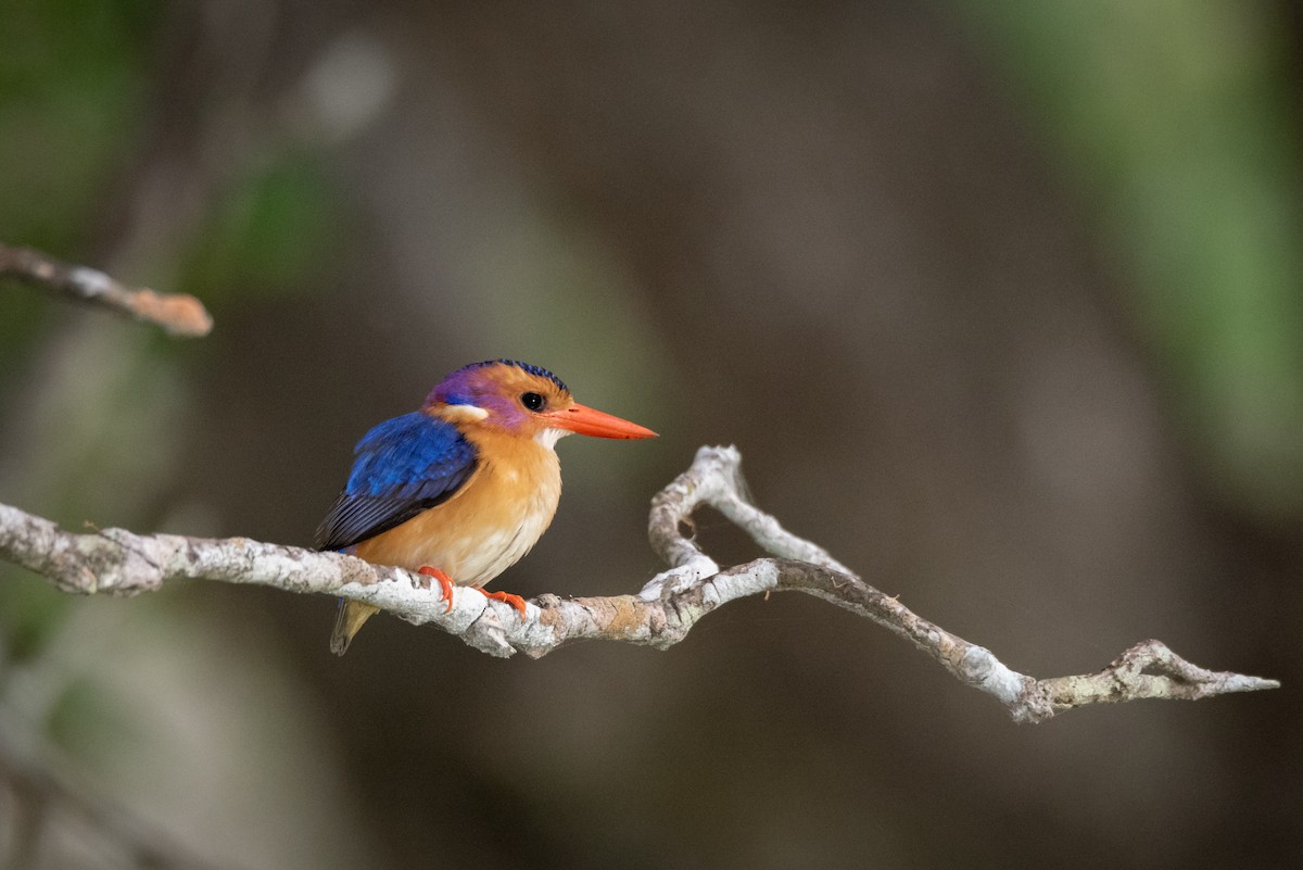 African Pygmy Kingfisher - Alistair Routledge