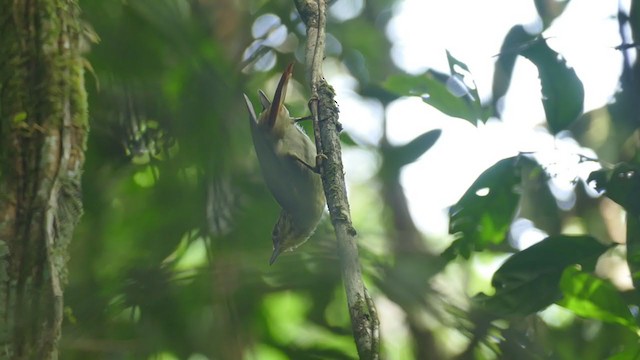Rufous-tailed Foliage-gleaner - ML287359141