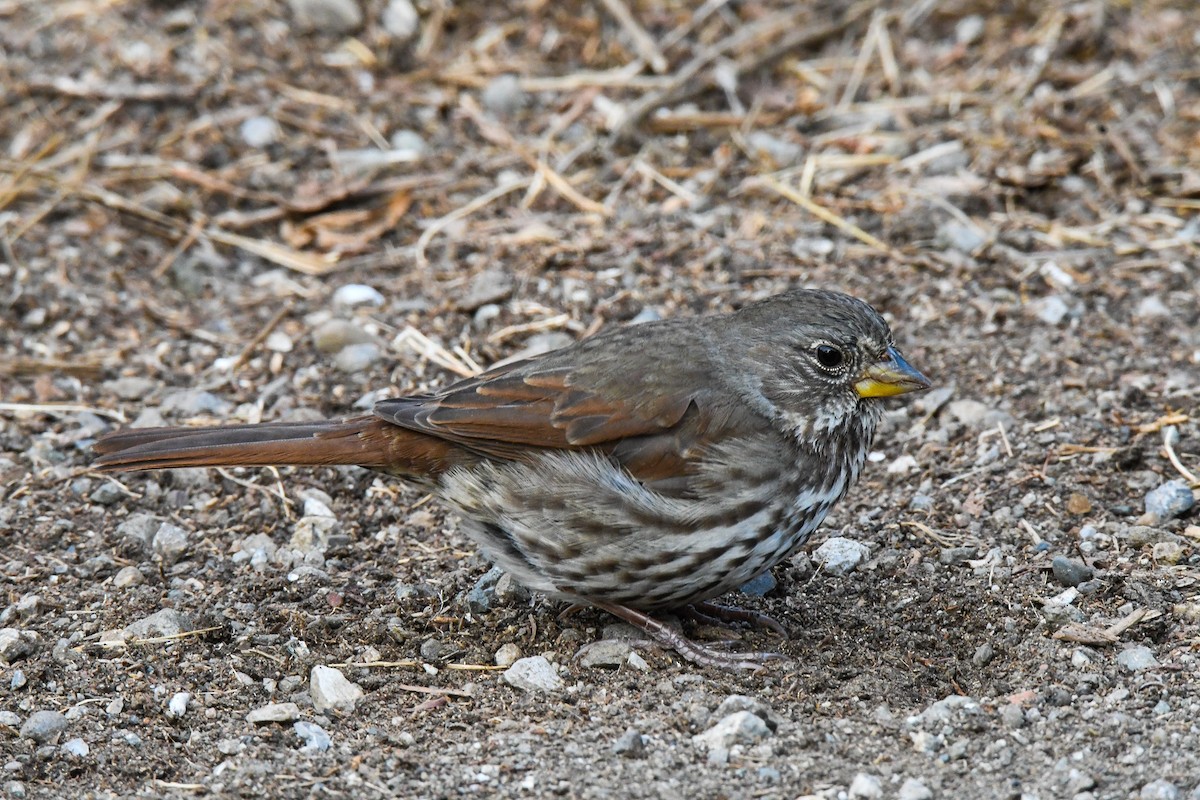 Fox Sparrow (Slate-colored) - Jim Dehnert