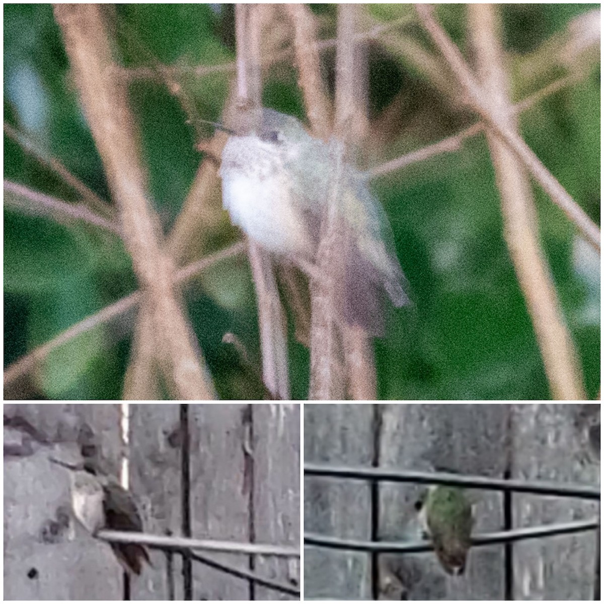 Calliope Hummingbird - ML287364001