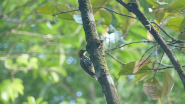 White-throated Woodpecker - ML287370441