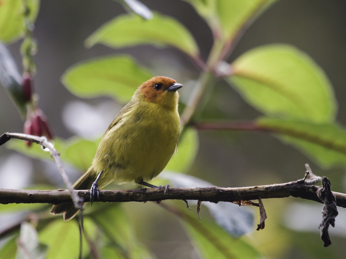 Rust-and-yellow Tanager - ML287372201
