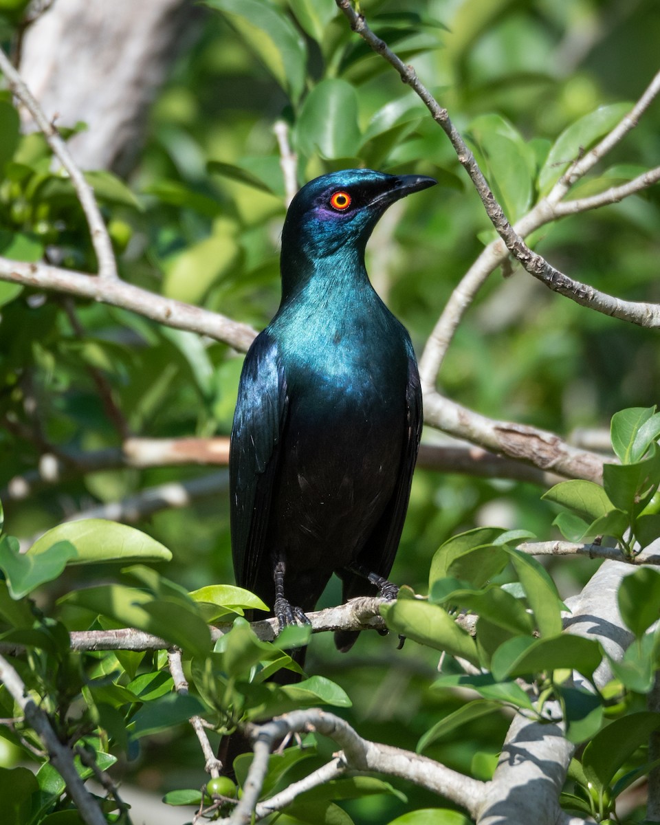 Black-bellied Starling - Alistair Routledge