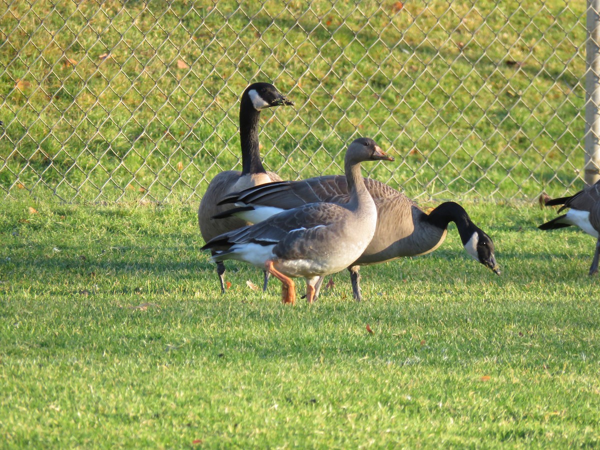 Greater White-fronted Goose - ML287376651