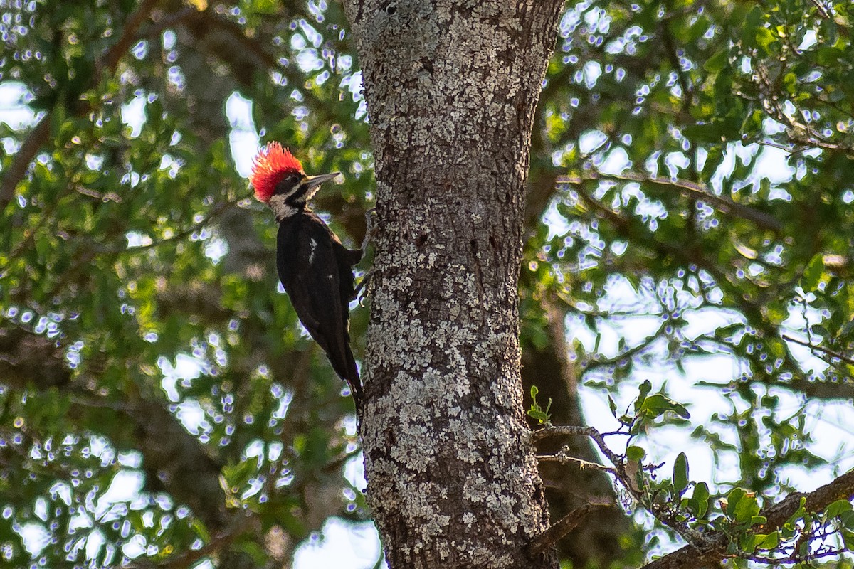 Black-bodied Woodpecker - ML287380121