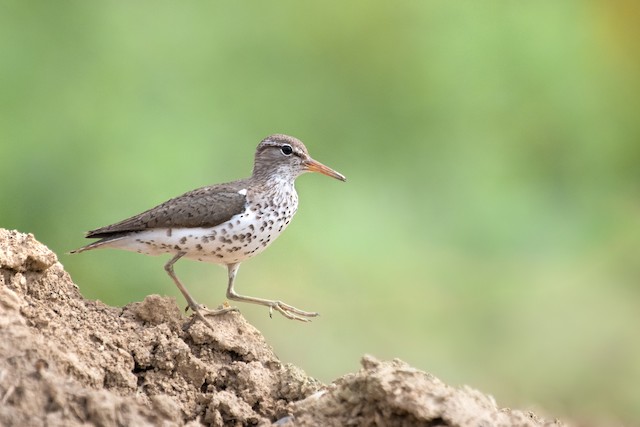 Spotted Sandpiper