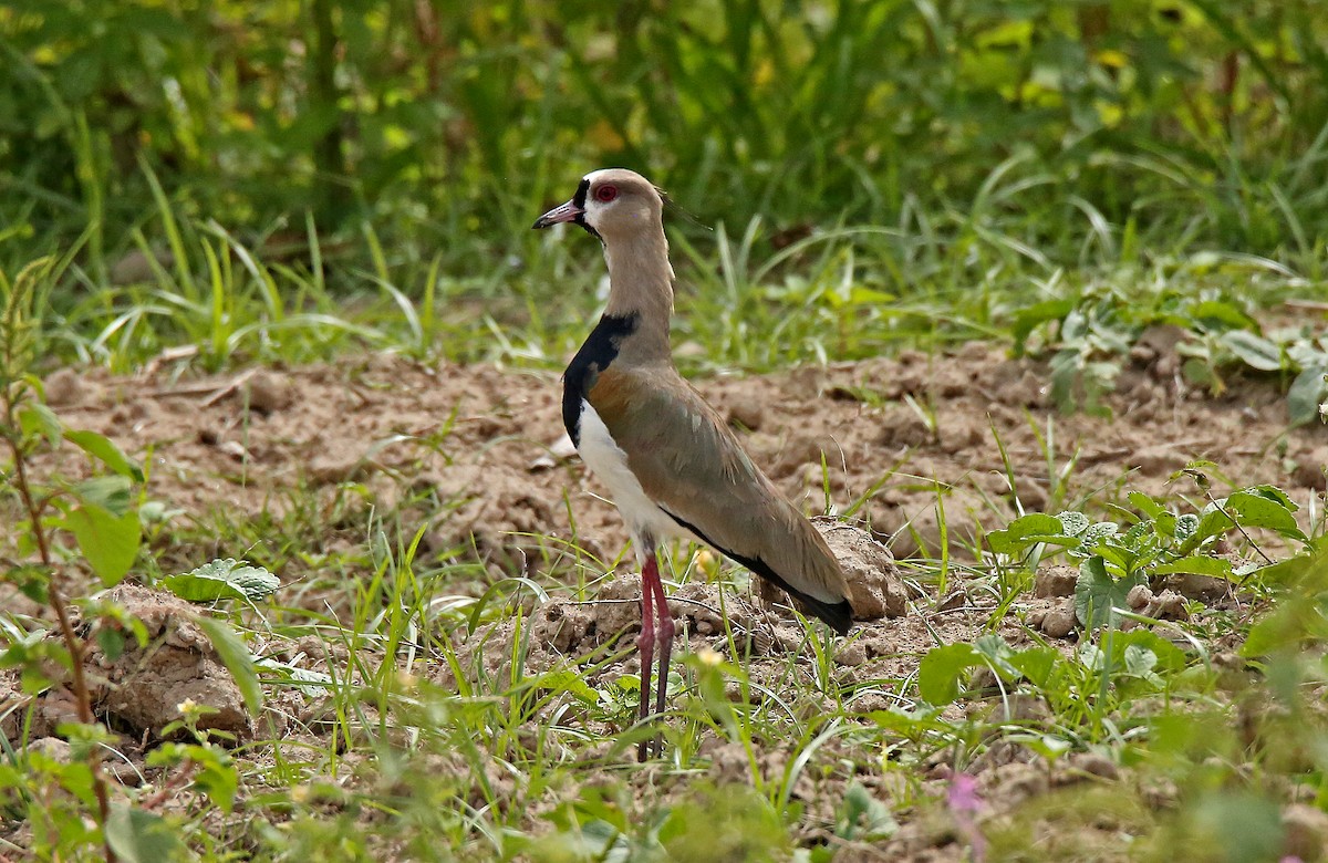 Southern Lapwing - Roger Ahlman