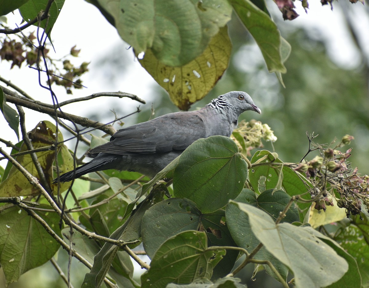 Nilgiri Wood-Pigeon - ML287387431
