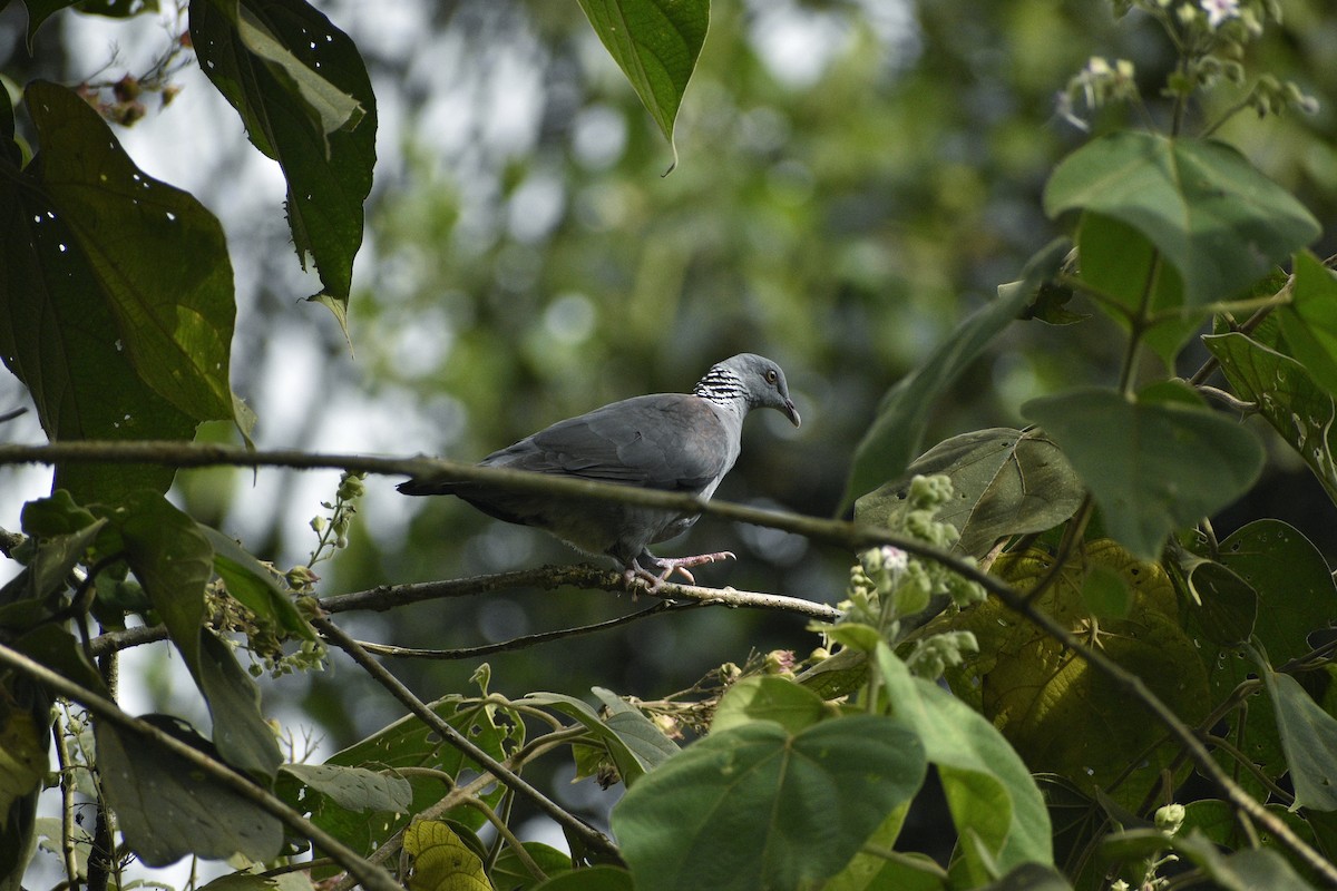 Nilgiri Wood-Pigeon - ML287387491