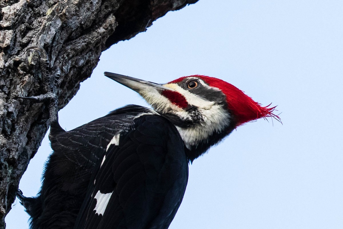 Pileated Woodpecker - Bob Friedrichs