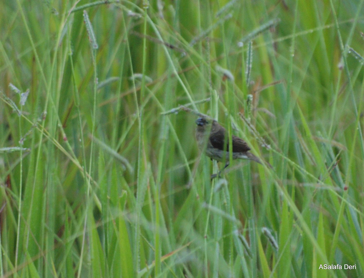 Yellow-bellied Seedeater - ML287394211