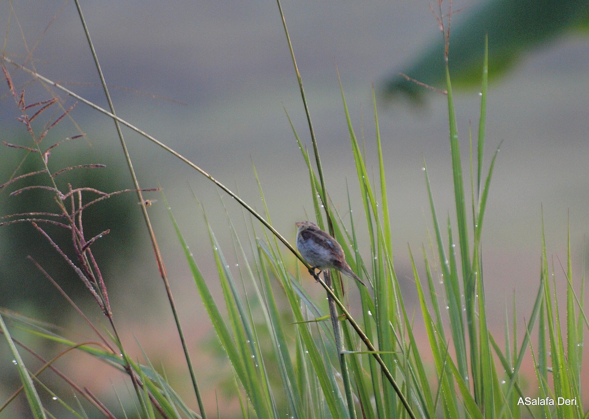 Yellow-bellied Seedeater - ML287394221