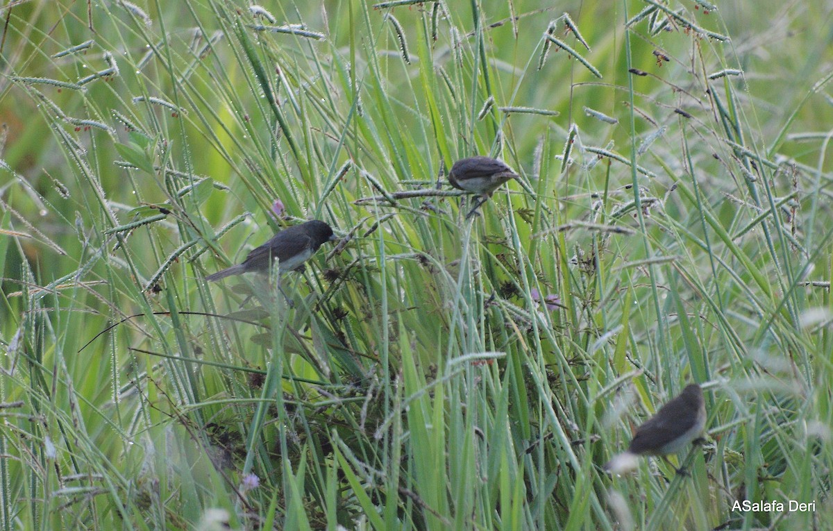 Yellow-bellied Seedeater - ML287394231