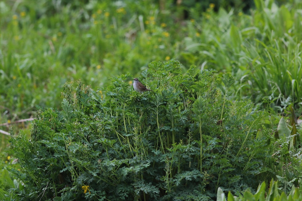 West Himalayan Bush Warbler - C. Abhinav