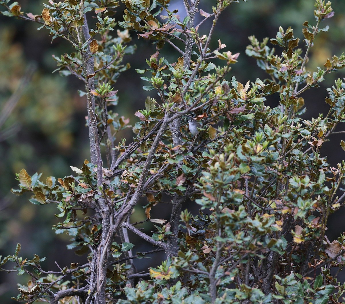 West Himalayan Bush Warbler - ML287396131