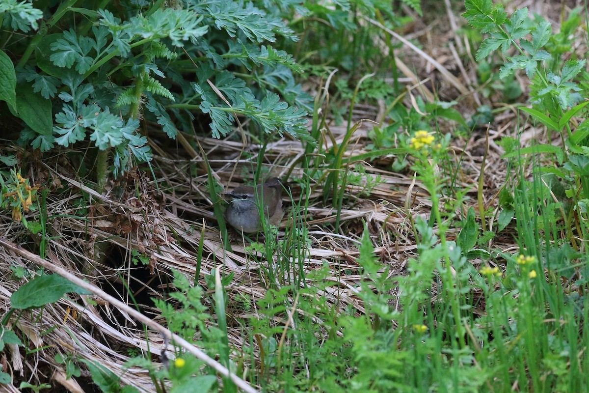 West Himalayan Bush Warbler - ML287396181