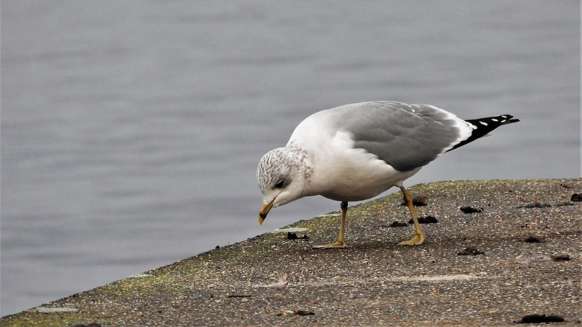 Common Gull - Andy  Woodward