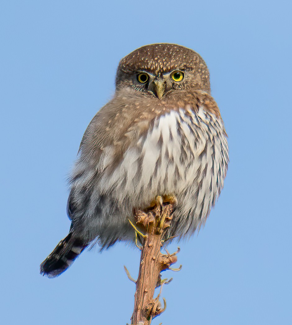 Northern Pygmy-Owl - Terry Karlin
