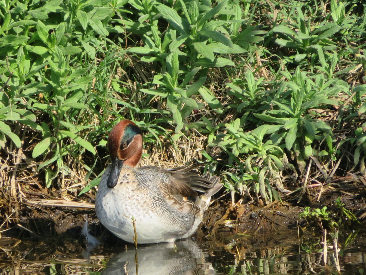 Green-winged Teal - ML287398891