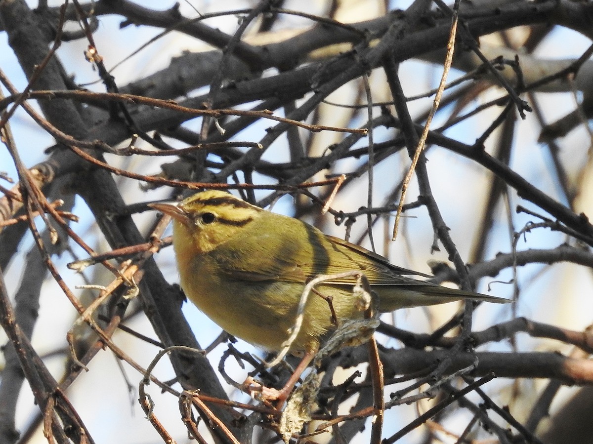Worm-eating Warbler - Donald A. Sutherland