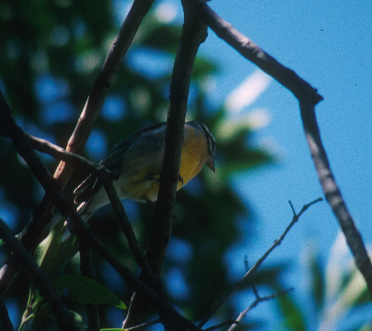 Golden-breasted Bunting - ML287402101