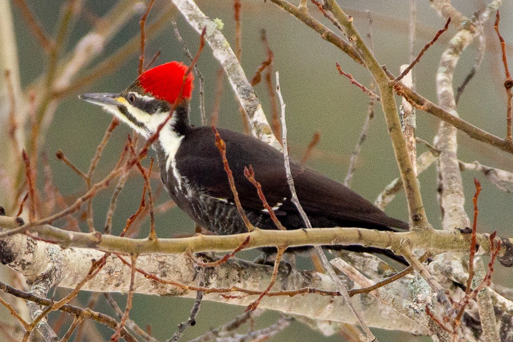 Pileated Woodpecker - Abraham Bowring