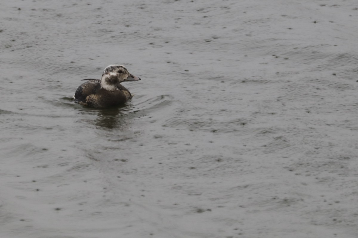 Long-tailed Duck - ML287411921