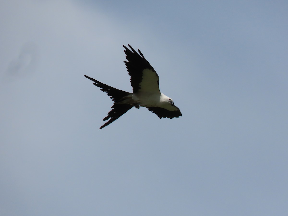 Swallow-tailed Kite - ML287414091