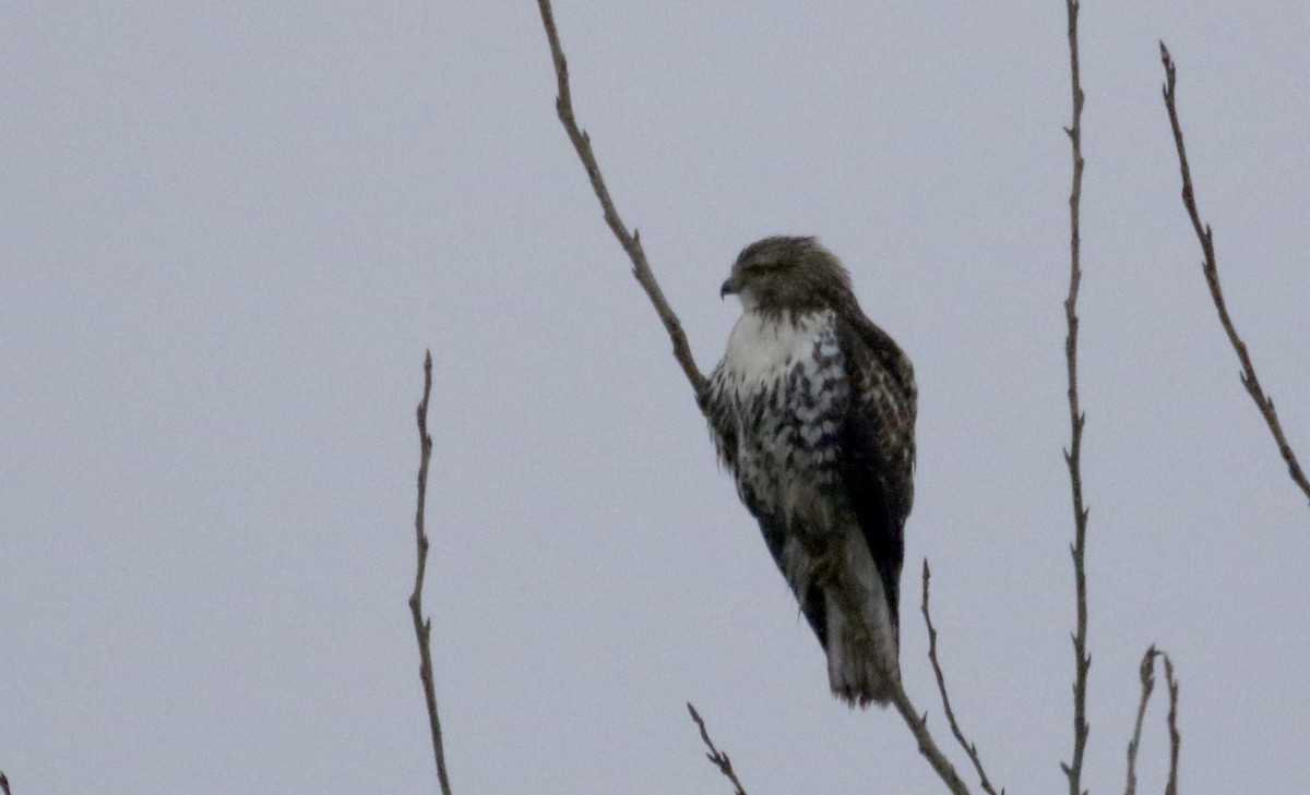 Red-tailed Hawk - ML287418901