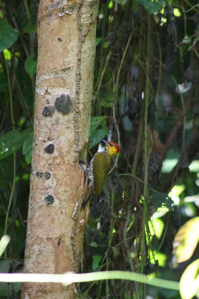 Yellow-throated Woodpecker - John Anderson