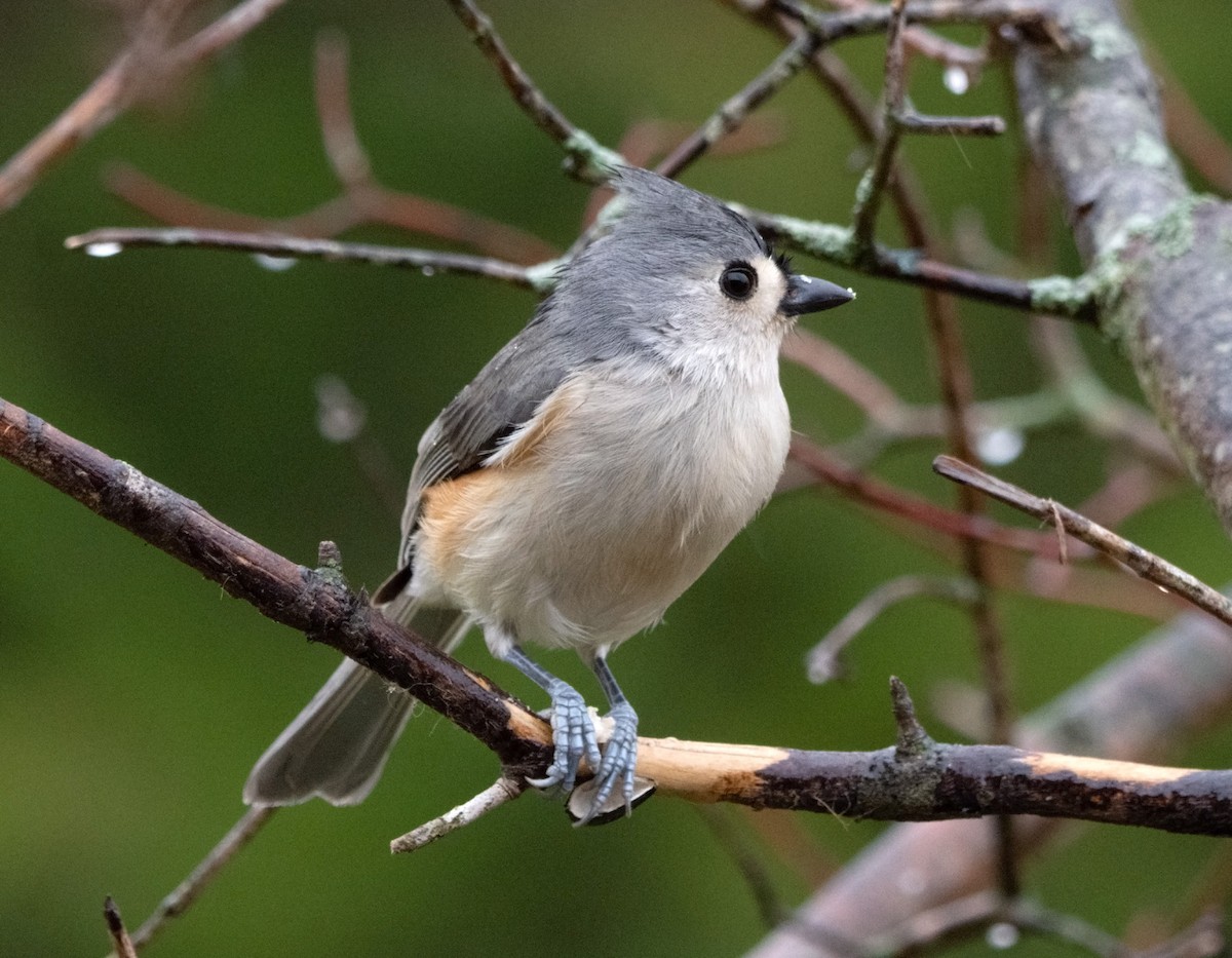 Tufted Titmouse - Jack and Shirley Foreman