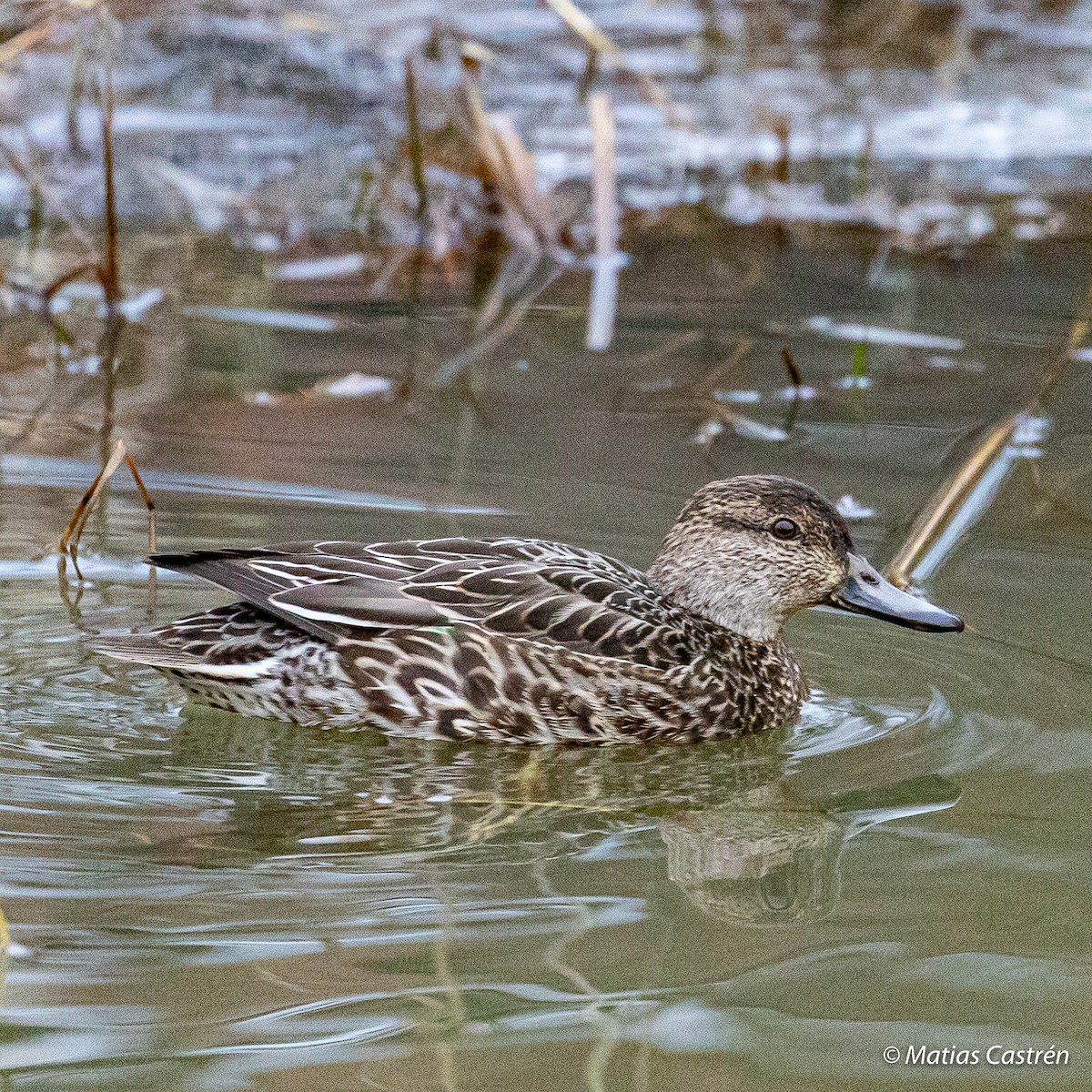 Green-winged Teal - ML287435381