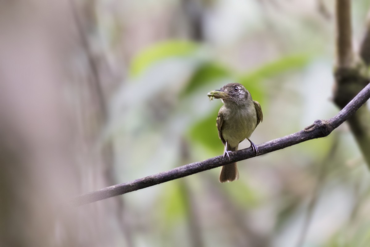 Sepia-capped Flycatcher - ML287441891