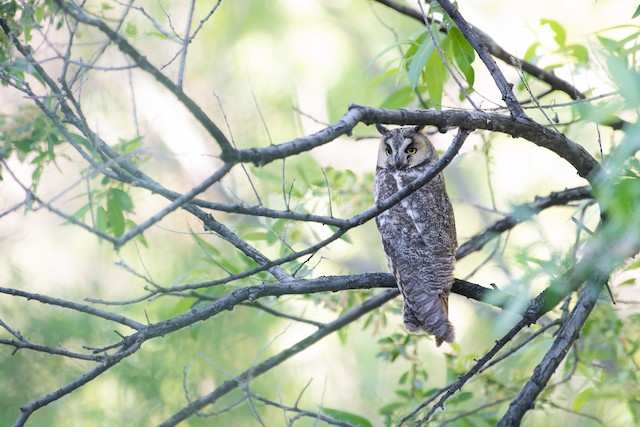 Long-eared Owl