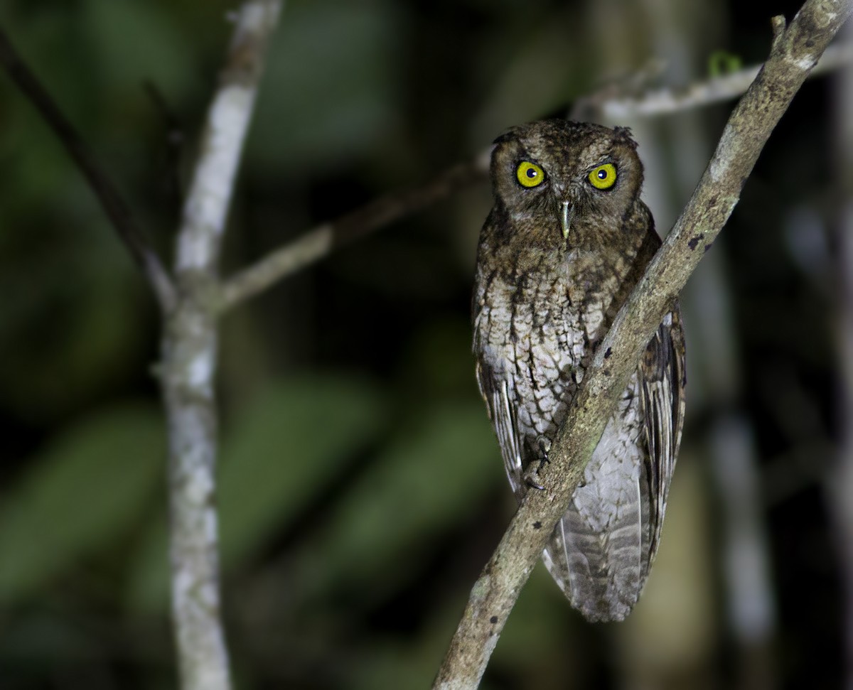 Black-capped Screech-Owl - Caio Brito