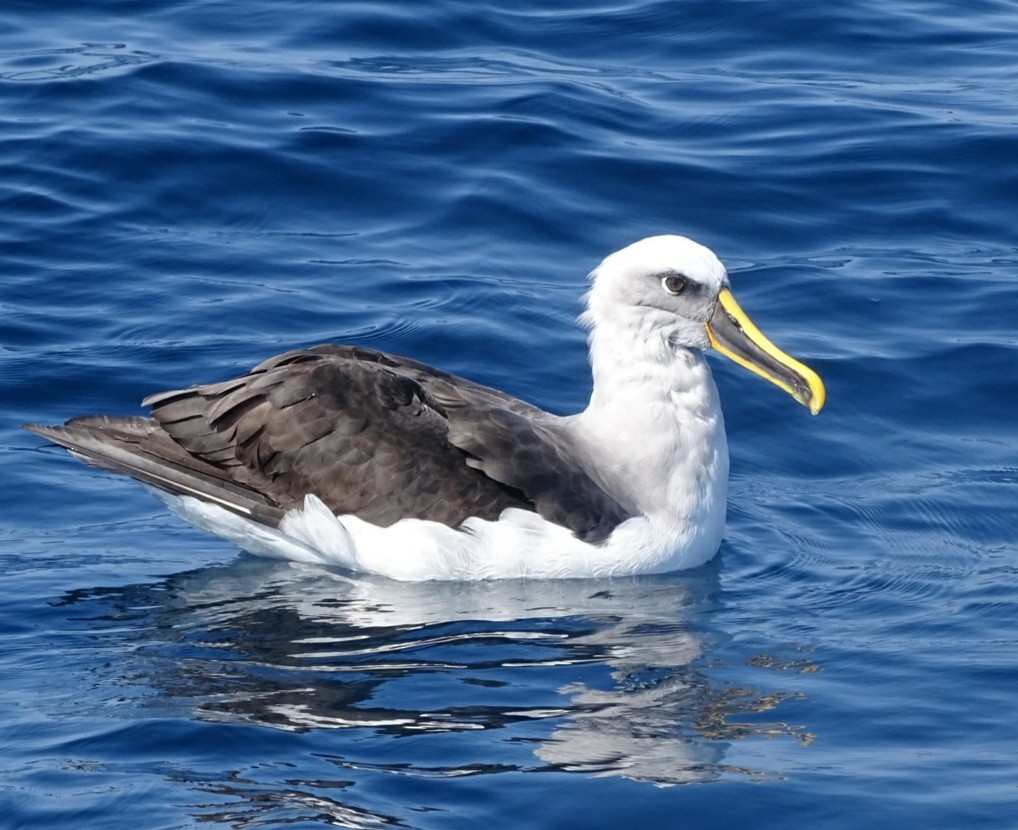 Buller's Albatross - Charly Moreno Taucare