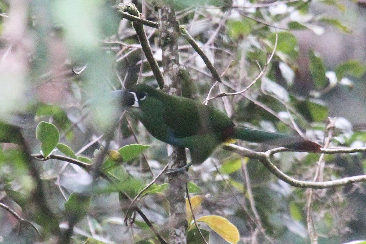Yellow-browed Toucanet - ML287454411