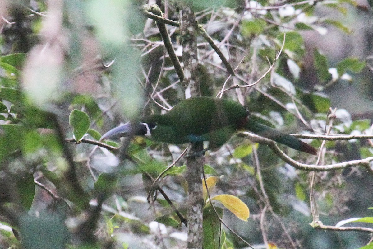Yellow-browed Toucanet - ML287454431